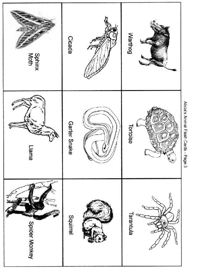 african cicada tortoise