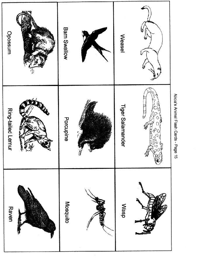 Alicia's Animal Flash Cards