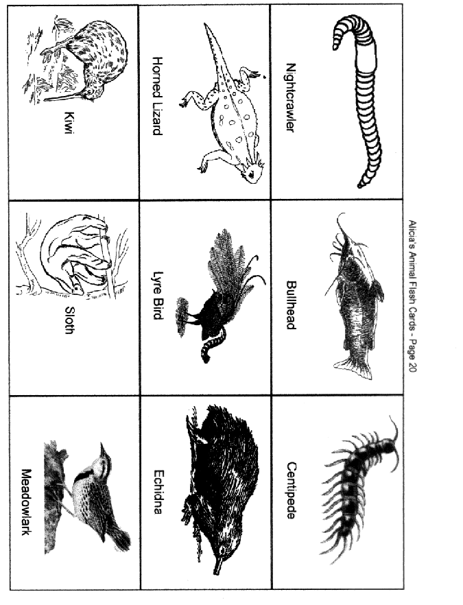 Page 20: Nightcrawler, Bullhead, Centipede, Horned Lizard, Lyre Bird, 